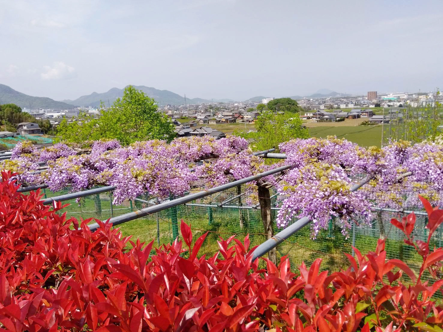 展望台から見える藤棚