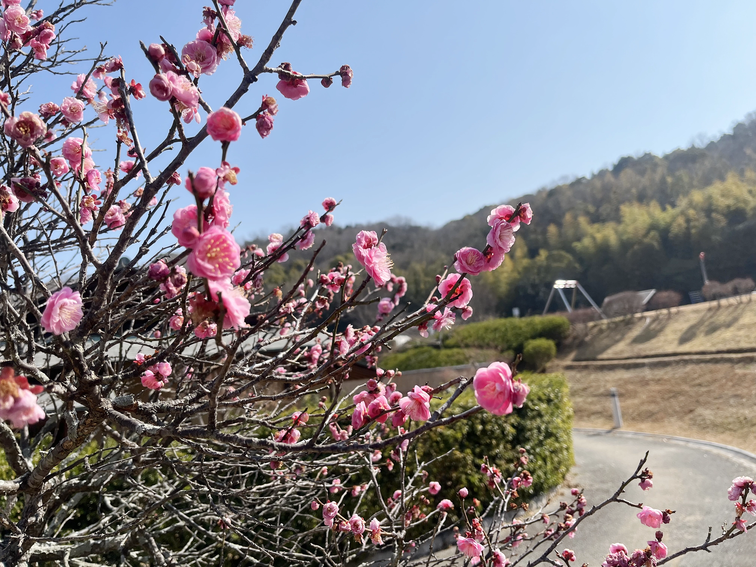 3月に咲く桃の花