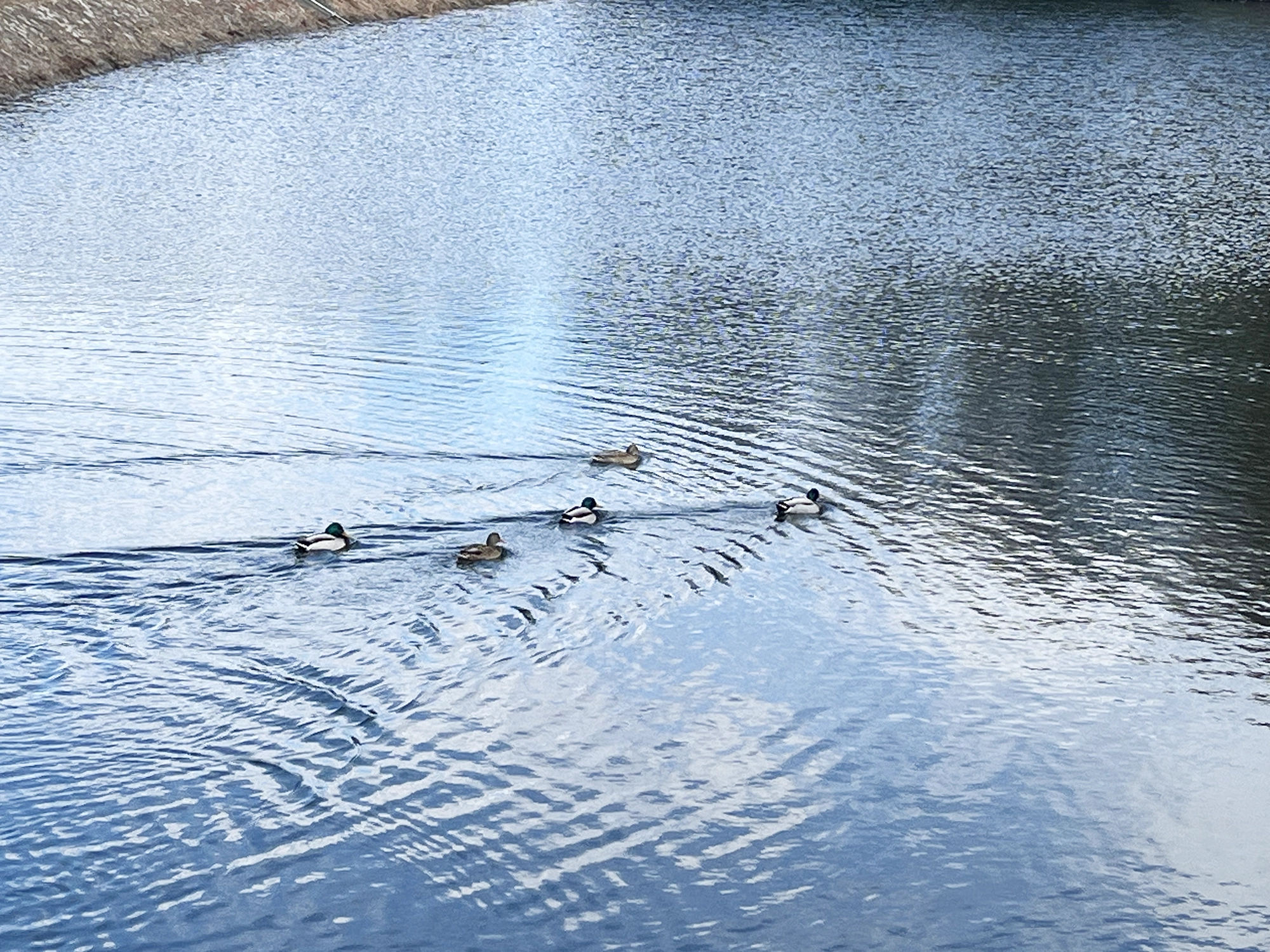 谷内池の鴨の親子