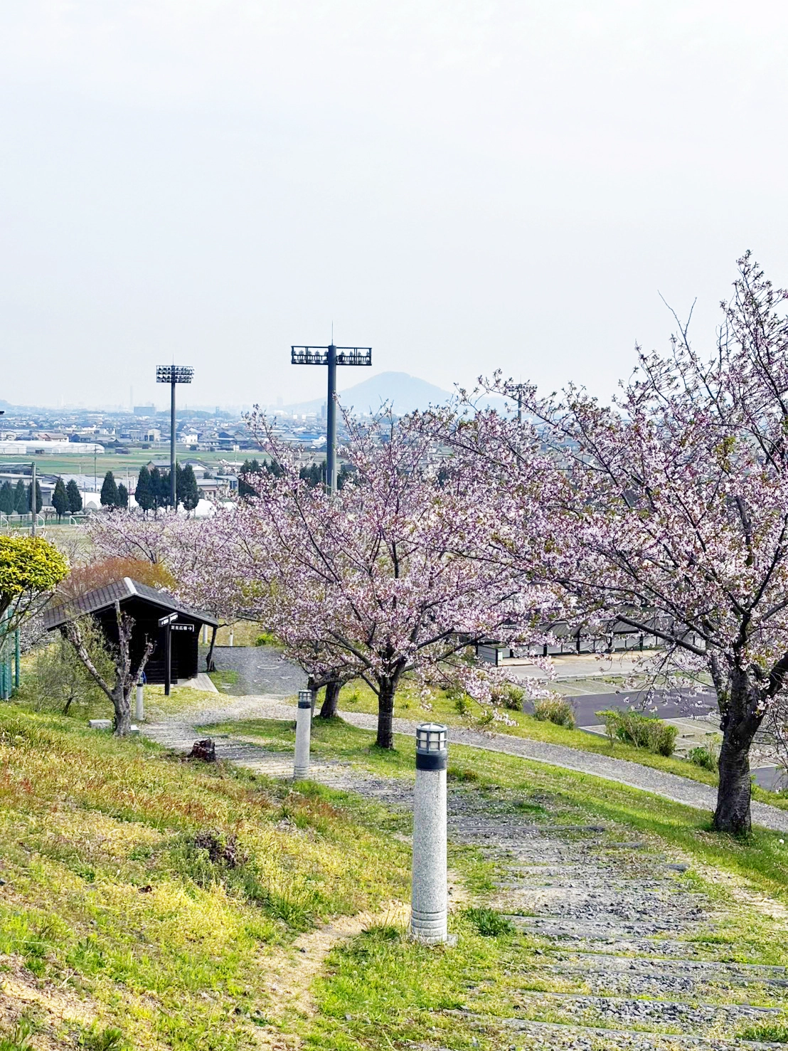 桜の時期は多くの来場者で賑わいます