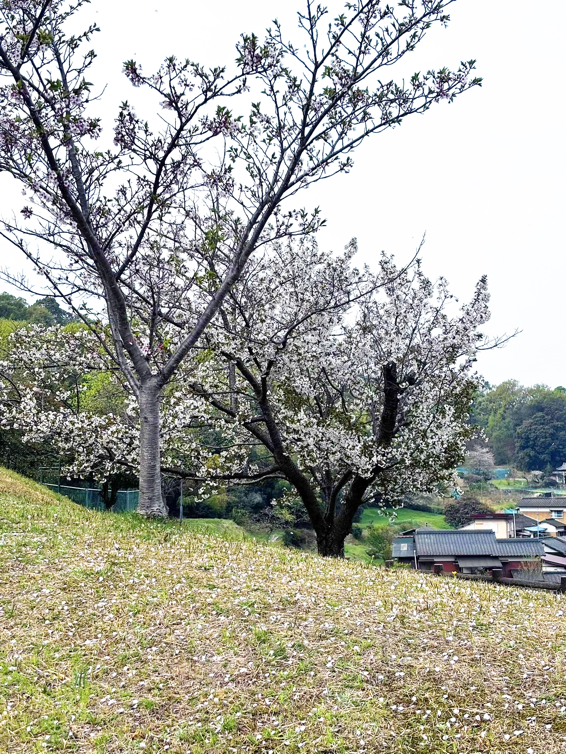 お花見シーズンもおすすめ