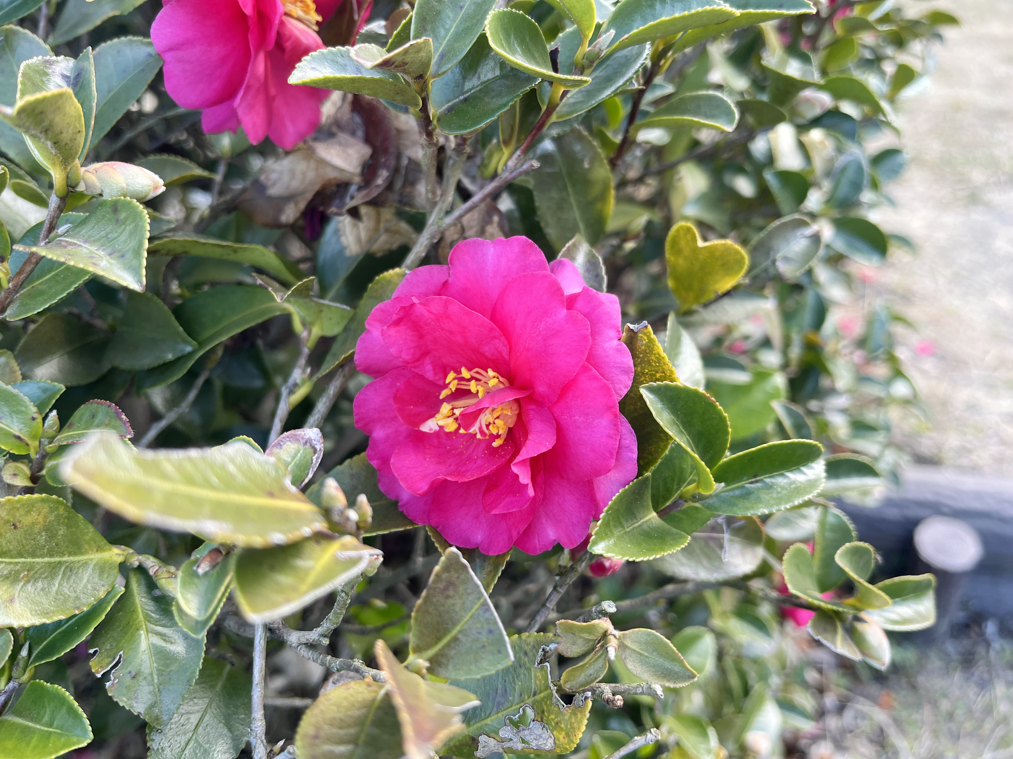 寒い時期に咲く椿の花