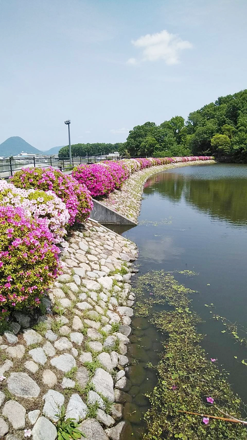 池沿いの花々