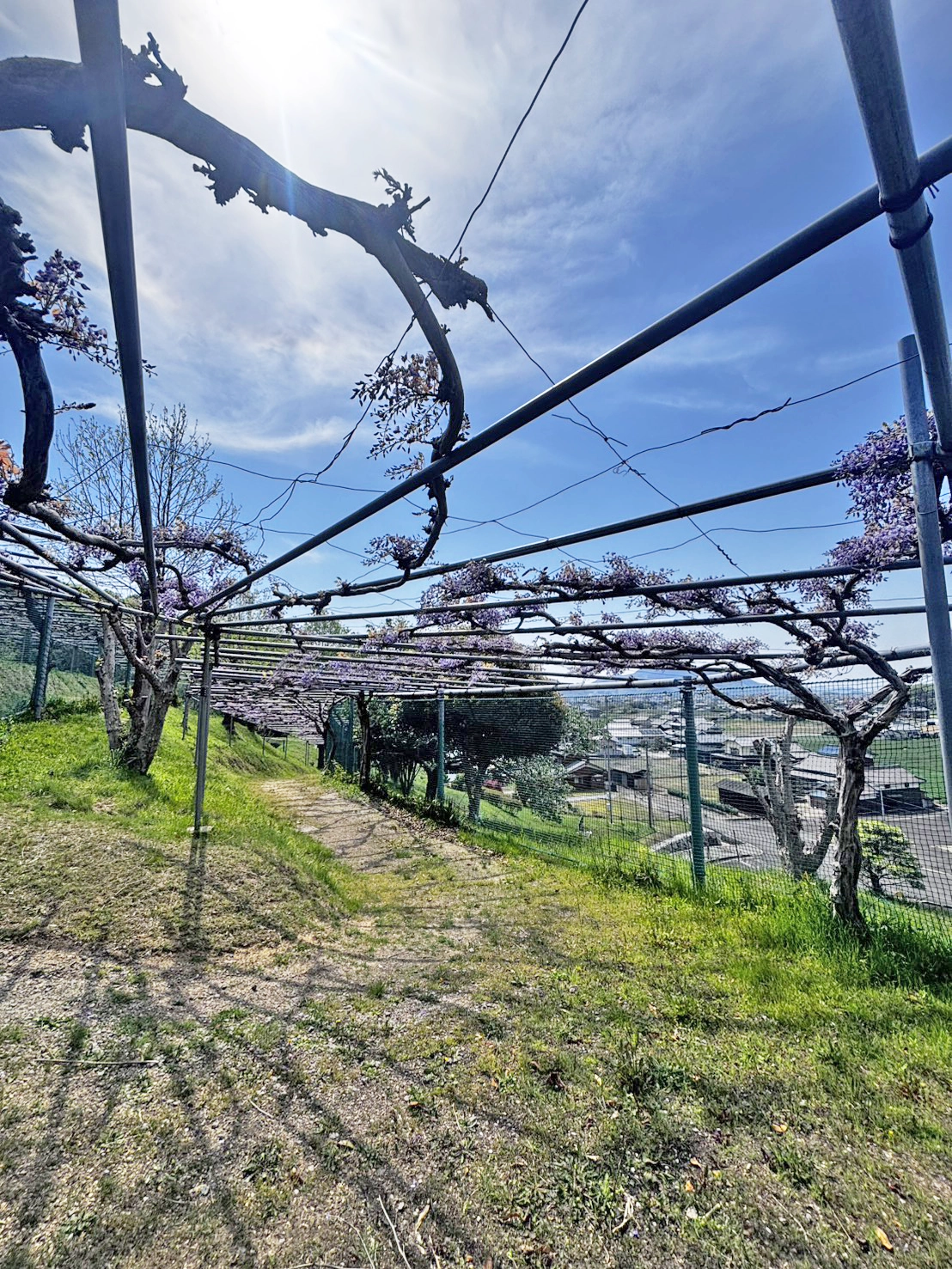 見頃の時期の藤棚
