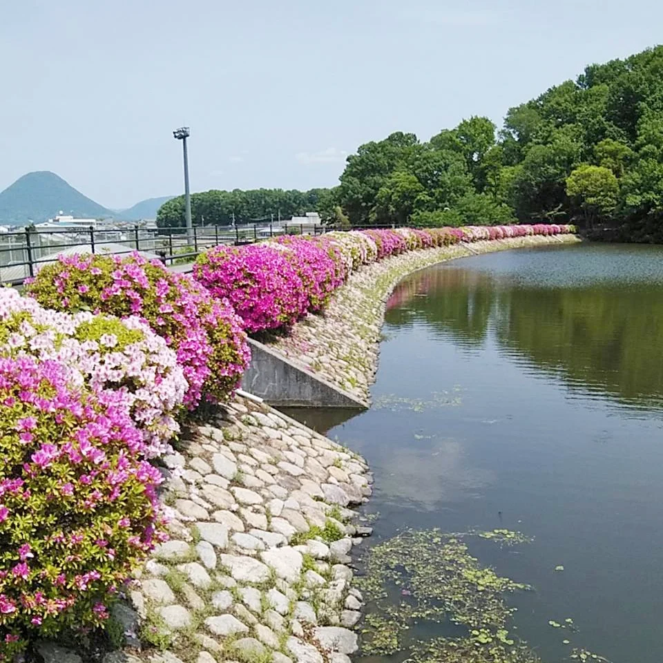 鉢伏ふれあい公園 池のほとりのツツジ