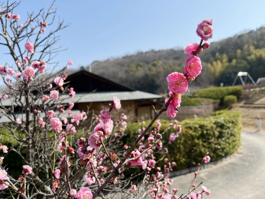 鉢伏ふれあい公園 桃の花